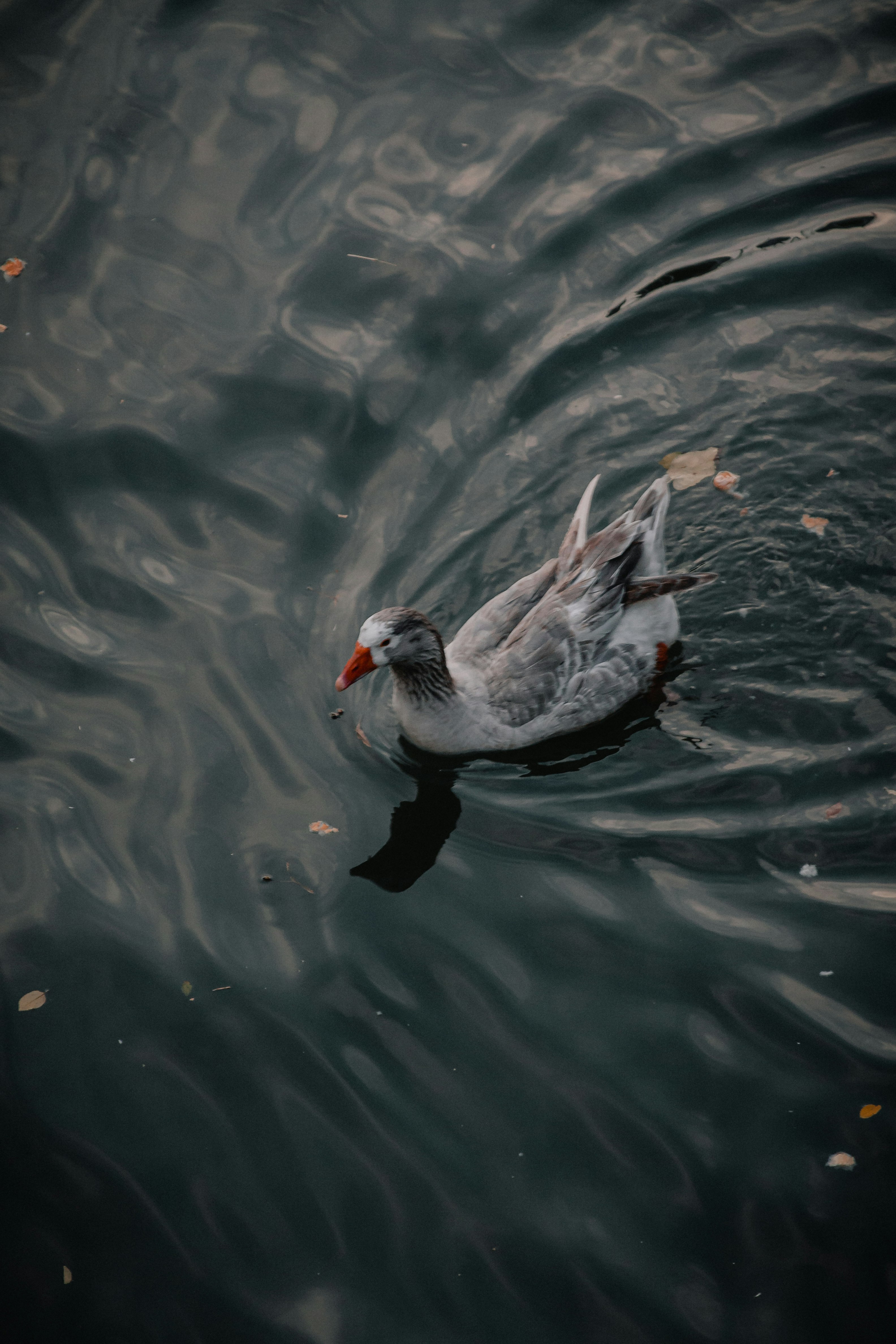 grey duck on water during daytime